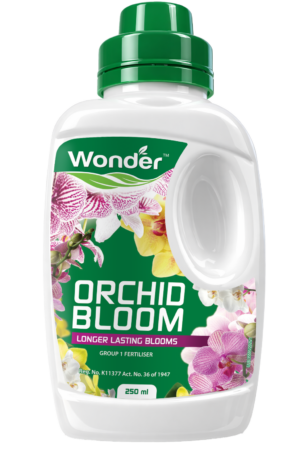 Wonder Orchid Bloom